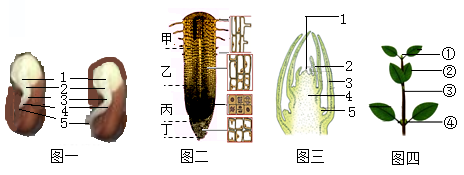 和根尖的结构图,图二和图三所示的分别是枝芽的结构及其发育而成的