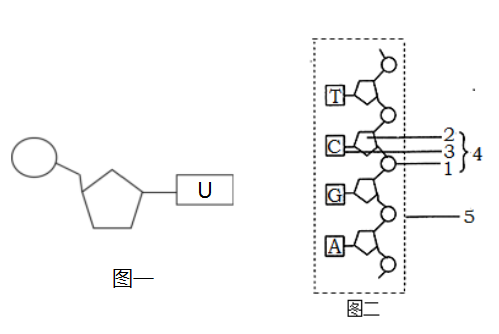 图二是某核苷酸链的结构示意图