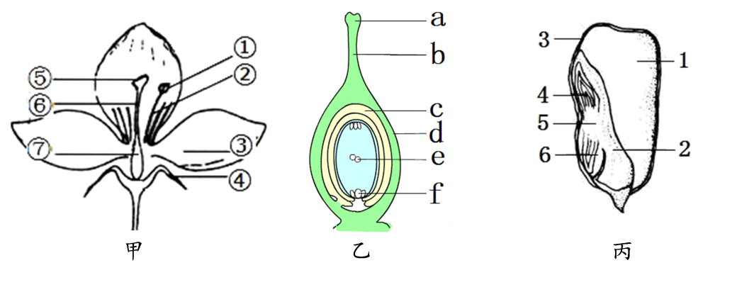 (1)甲图是花的结构简图,其中⑤,⑥,⑦共同构成