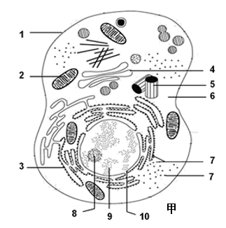 红细胞结构简图图片