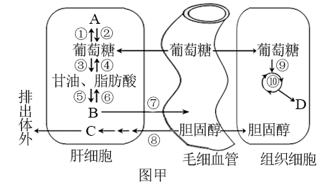 糖类和脂肪都可以氧化分解供能,其中脂肪初步分解为甘油和脂肪酸,且