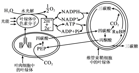 研究玉米的葉片結構發現玉米的維管束鞘細胞和葉肉細胞緊密排列玉米