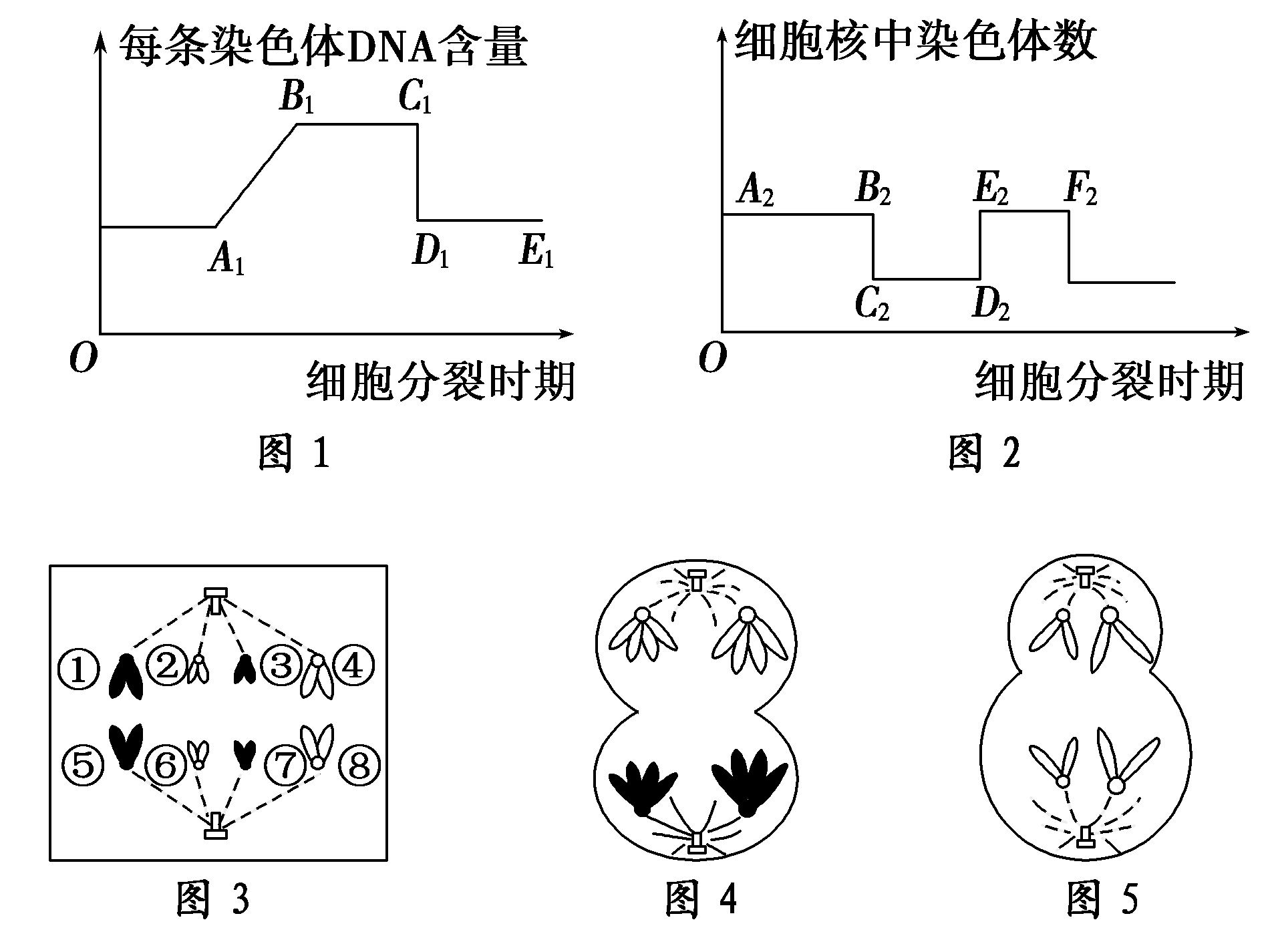 图甲为人体的部分细胞分化示意图,图乙为人体细胞结构示意图.