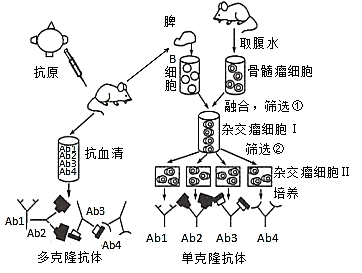 细胞融合各阶段绘图图片