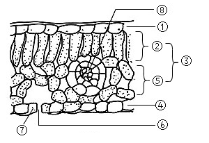 【推薦2】光合作用是地球上植物,動物和人類生命活動的基礎,依據葉片