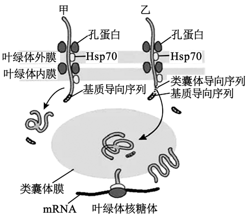 葉綠體內絕大多數蛋白質由核基因編碼少數由葉綠體基因編碼其合成加工