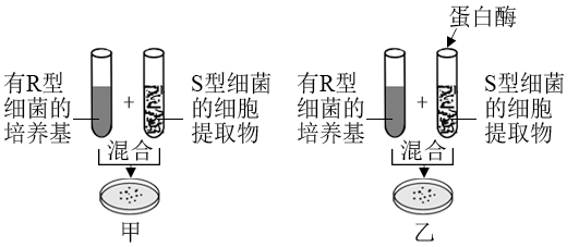 艾弗里及其同事利用加热杀死的s型肺炎双球菌,进行了体外转化实验