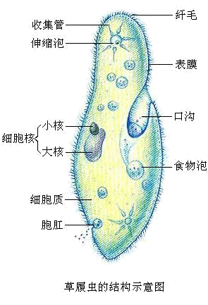 生物体是怎么构成的呢?请同学们依据所学