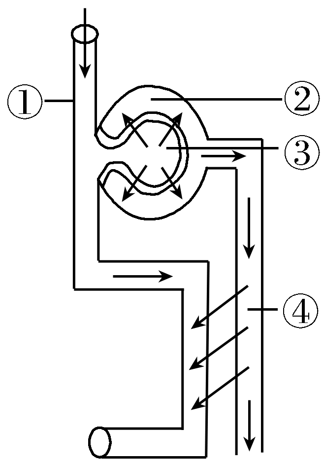 如圖為腎單位結構示意圖,尿液形成的兩個過程分別發生在()a.②③b.
