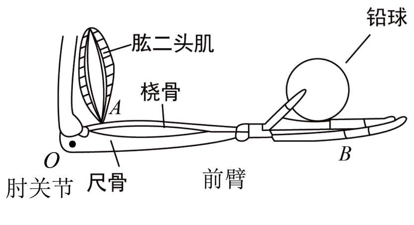 初中物理综合库 力学 压强 压力与压强 压强公式及其计算①当你将小臂