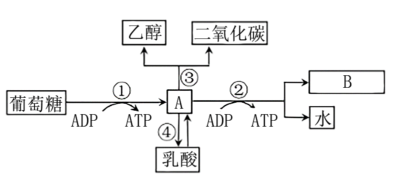 分子与细胞 细胞的代谢 细胞呼吸 细胞呼吸的方式及过程 有氧呼吸过程