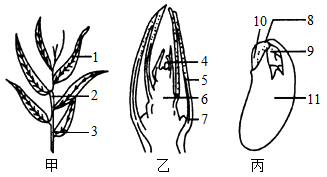 【推薦1】圖表示某一植物的一段枝條,枝芽,種子的結構示意圖,據圖分析
