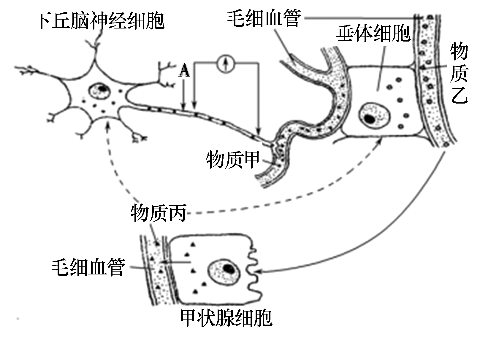 下丘腦是機體體液調節的樞紐,下圖是下丘腦對其他腺體的調節模式圖.