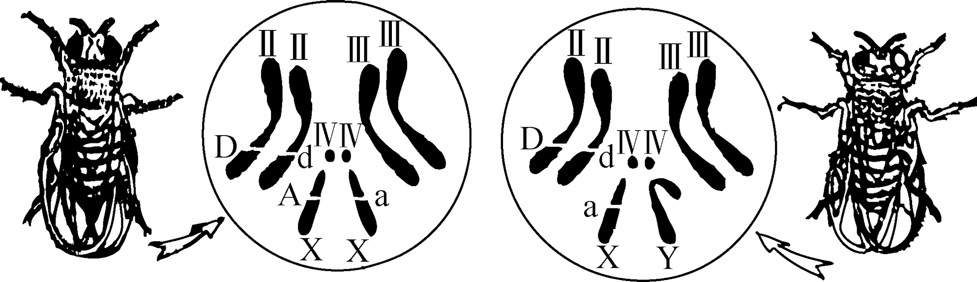 雌雄果蝇染色体图片