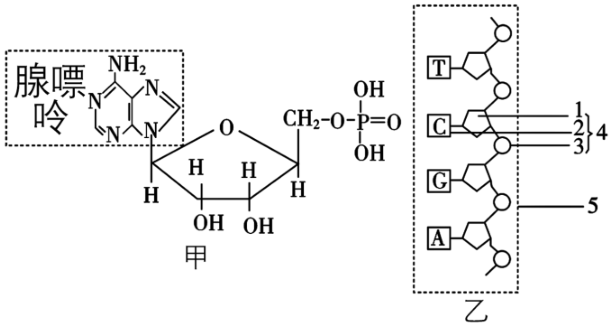 分子结构式为某种核苷酸,已知分子结构式左上角的基团为碱基(腺嘌呤)