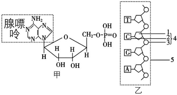(1)图甲中核苷酸的名称是 ______.