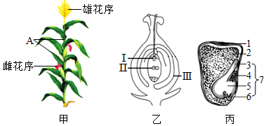 玉米花的结构示意图图片