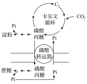 澱粉和蔗糖是光合作用的主要終產物其合成過程如圖所示細胞質內形成的