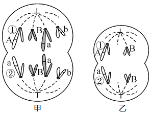 甲,乙為某雄性二倍體動物(基因型為aabb)體內不同細胞處於不同分裂