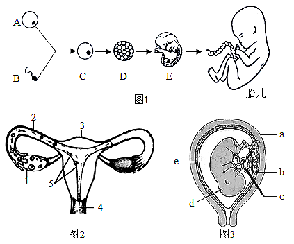 初中生物综合库 生物圈中的人 人的由来 人的生殖和发育 女性生殖系统