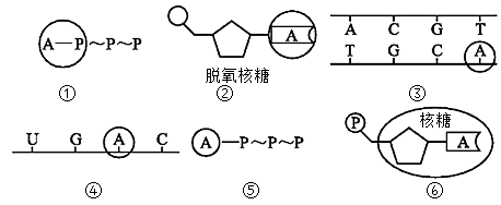 知識點】atp的結構簡式及組成解讀核酸的元素組成及基本單位解讀抱歉!