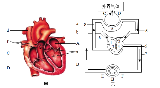 根据心脏结构和人体血液循环示意图回答下列问题