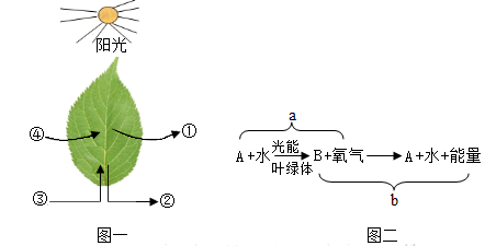 光合作用示意图图片