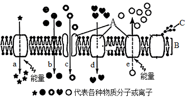 蛋白质和磷脂分子构成了生物膜的基本支架b参与其有丝分裂的细胞