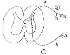 下图为正常情况下缩手反射的反射弧结构示意图abc为反射弧相关结构①