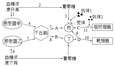 血糖调节过程图解图片图片