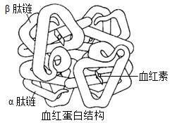 血红蛋白由血红素和珠蛋白结合而成，珠蛋白肽链有两种，α链和β链，每条肽链和一个血红素连接。成人的血红蛋白主要由2条α链和2条β链组成，下图为血红蛋白的空间结构模 组卷网