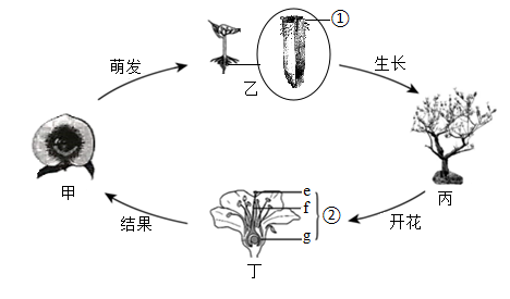 果实种子的形成图片