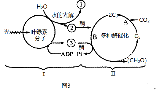 【推荐1】图3是光合作用过程的图解请据图回答