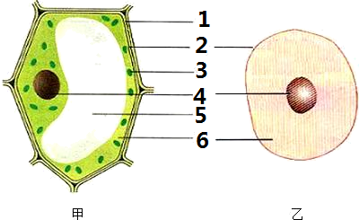 初中动植物细胞结构图图片