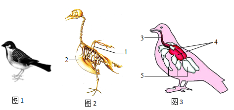 1 观察图1可知