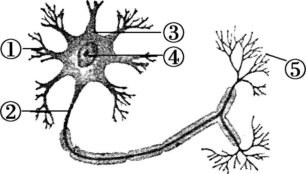 神经元铅笔绘图图片