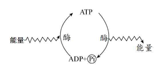 如图所示为atp—adp相互转化示意图,请回答下列问题