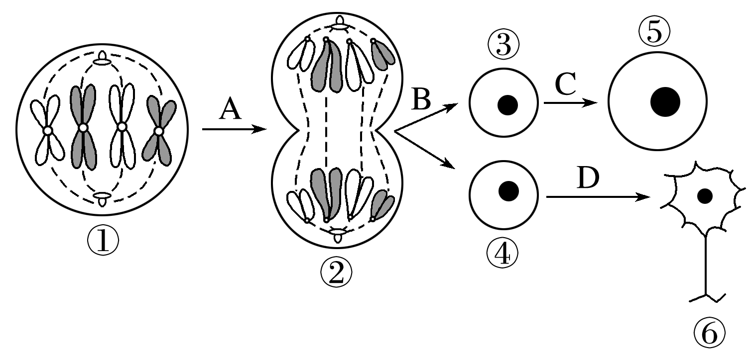 下图甲是某个高等动物体内不同细胞分裂的示意图分析回答