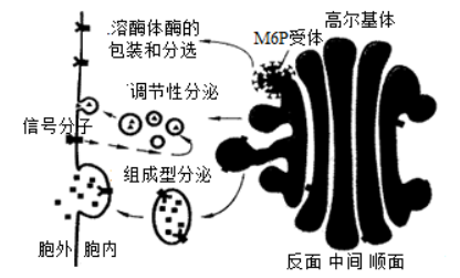 高尔基体顺面和反面图片