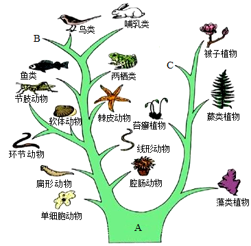 如图所示的是生物进化的大致历程(进化树),请据图回答下列问题:(1)较