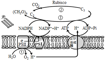 [H]来自水的光解B.光合作用中,[H]是在基