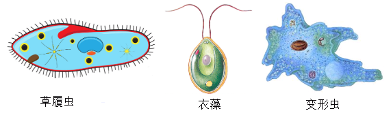 (2)草履蟲與衣藻的根本區別是______(選填序號).