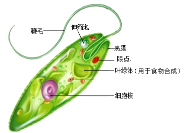 眼虫人体图片