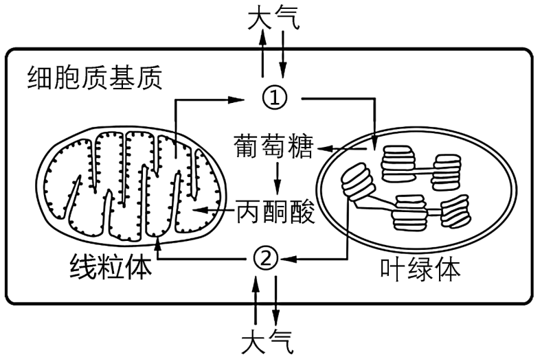 植物叶肉细胞结构图图片