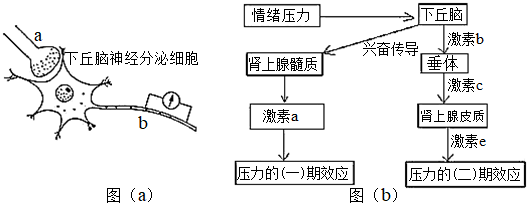 下圖甲為反射弧結構模式圖圖乙為圖甲中結構c的放大圖圖a為下丘腦的