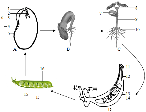 绘制了豌豆生长发育过程的示意图和探究种子萌发条件的实验,如图