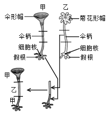 伞藻的结构图图片