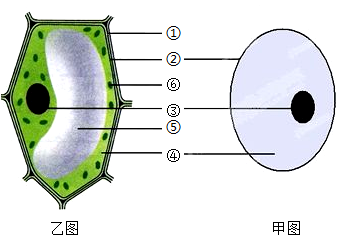 细胞结构图简单图片