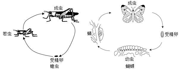 如图是蝗虫蝴蝶两种昆虫的发育过程以下叙述不正确的是