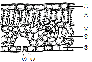 树叶的细胞结构图图片